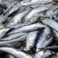 sardines-kg