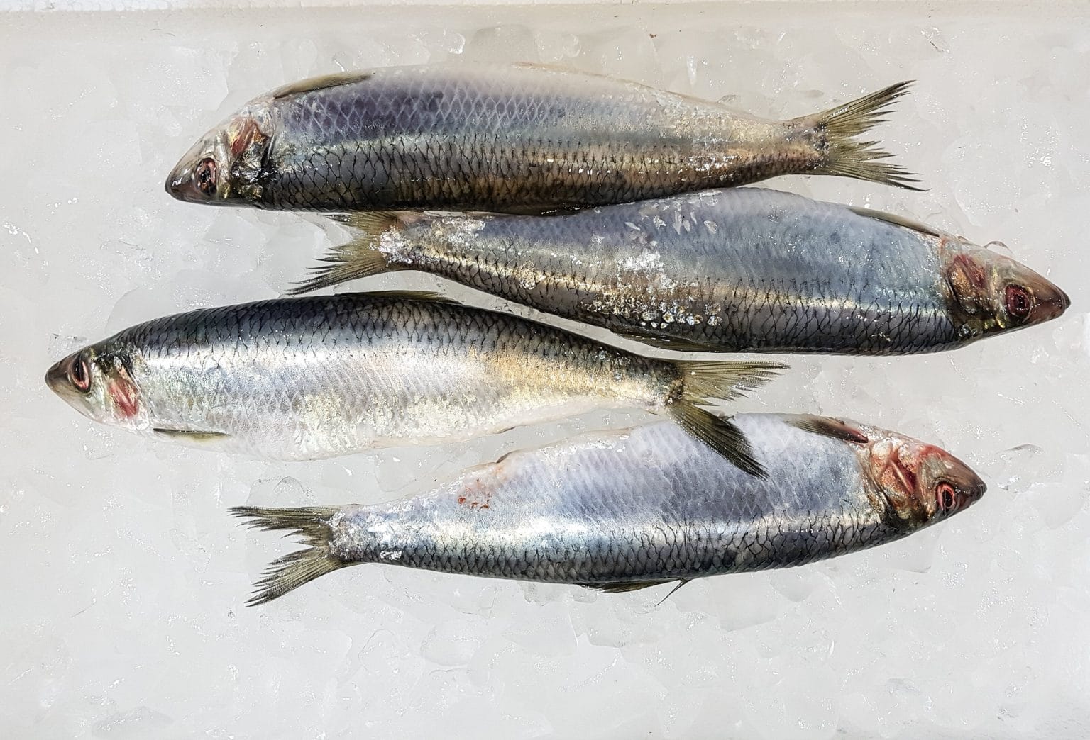 Herrings 1kg (whole) Frozen Fish Direct