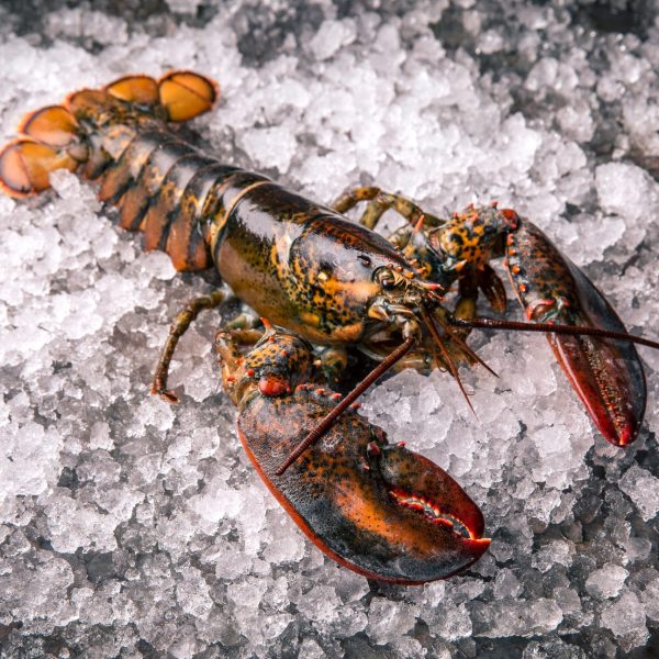 Frozen Lobsters, Buy Online. Shellfish & Seafood Delivery