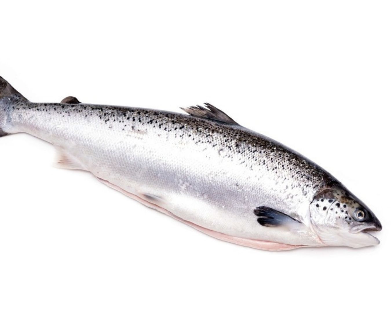 Salmon Fish – Frozen Fish Direct