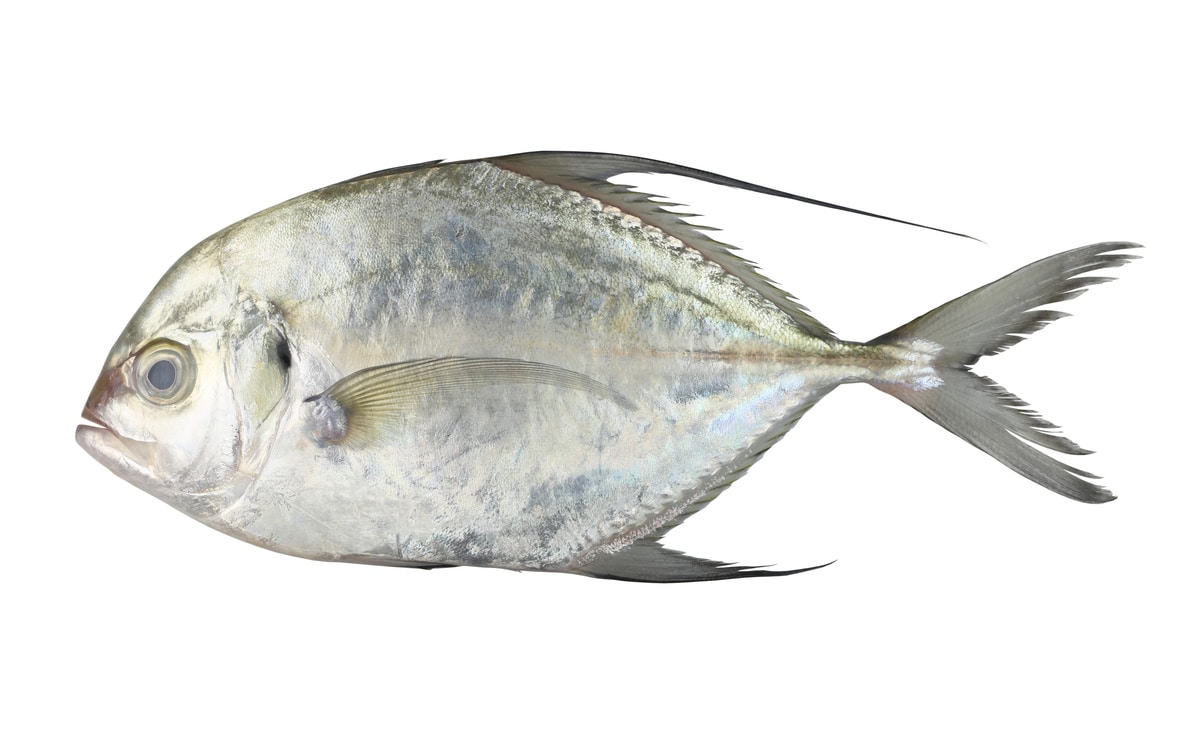 carangoides fish or longfin trevally is marine animal on white b