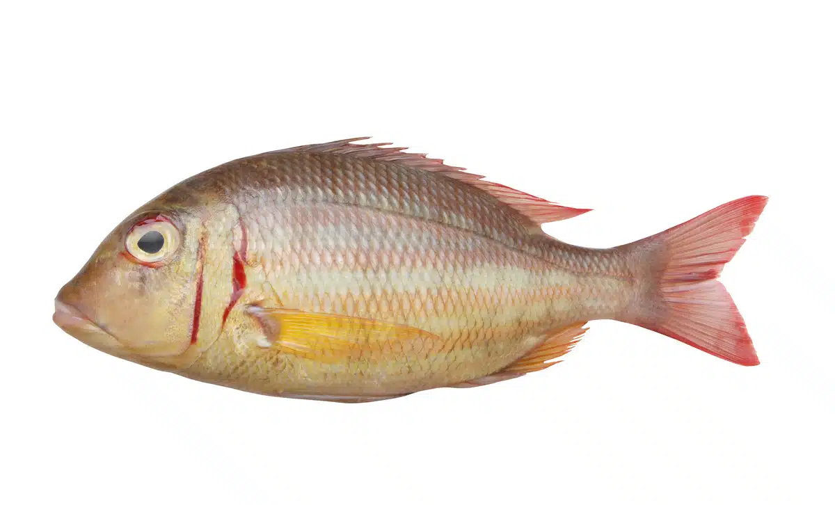 Emperor Fish – Frozen Fish Direct