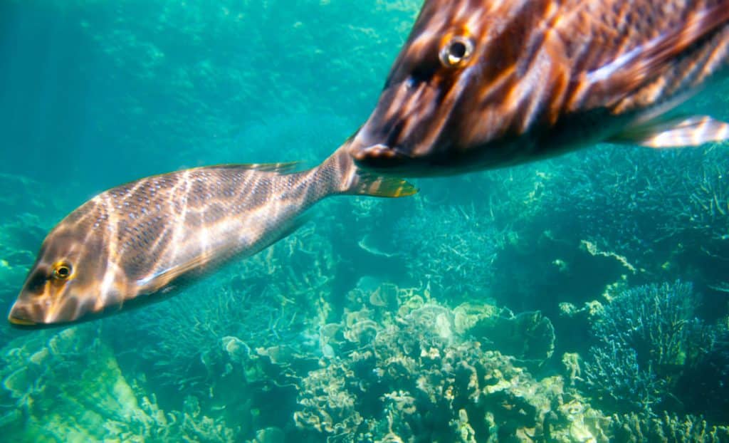 Emperor Fish Frozen Fish Direct