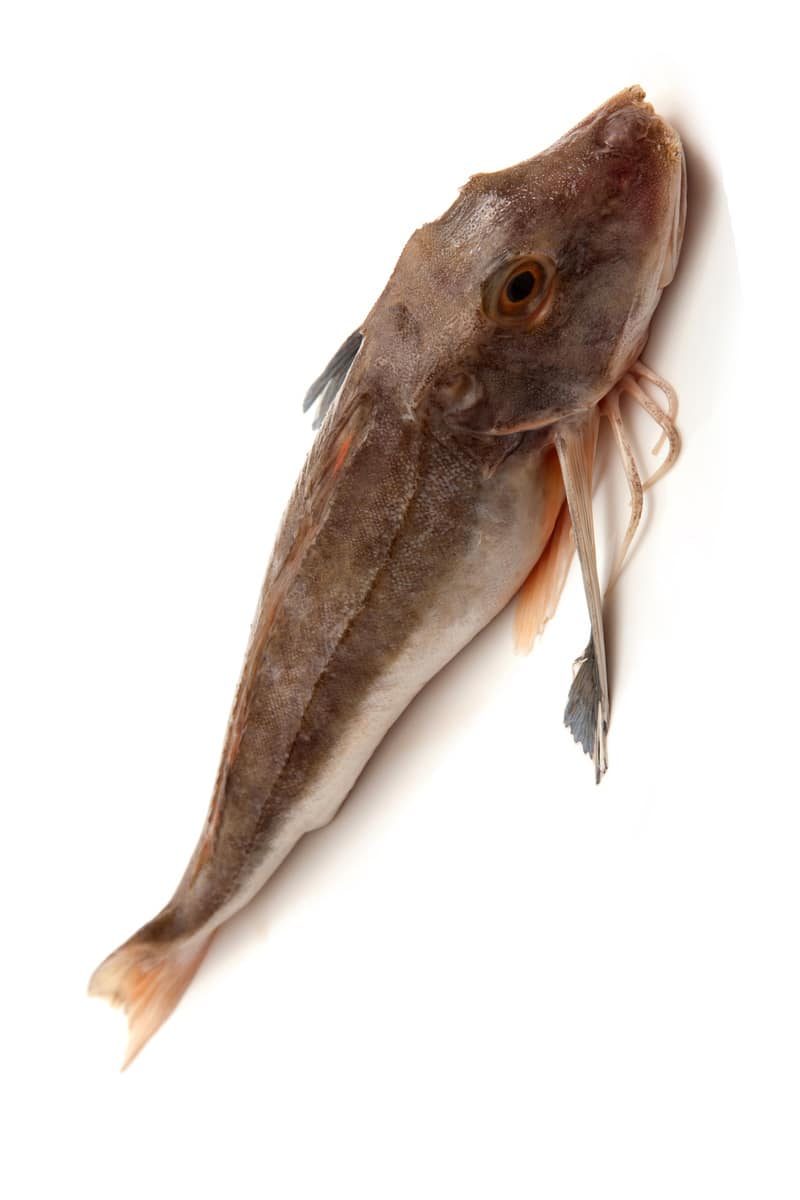 gurnard fish isolated on a white background.