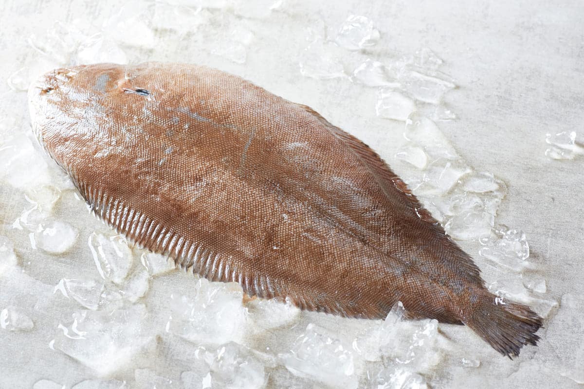 Dover Sole Frozen Fish Direct