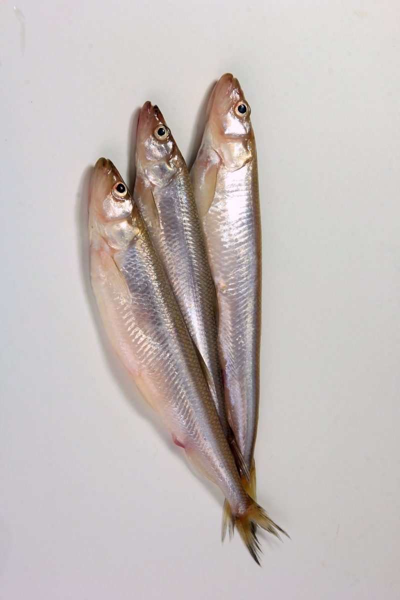 the smelt or european smelt (osmerus eperlanus) in a plate