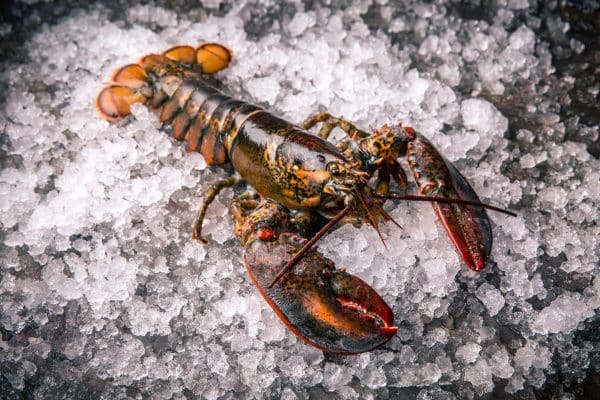 lobster 800 – 1000g raw