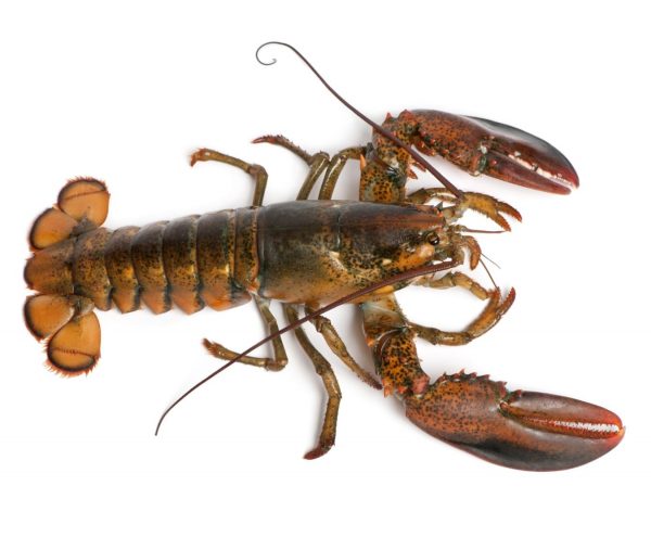 lobster 800 – 1000g raw