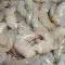 raw peeled 16/20 prawn 900net