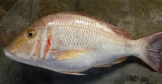 red snapper 500 700g
