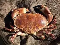 crab (cooked) 600 750g