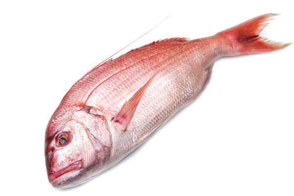 red snapper