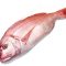 red snapper