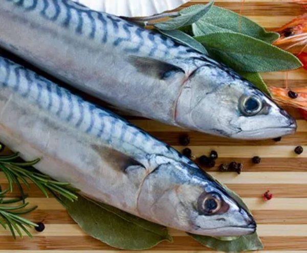 mackerel xl 3kg bag