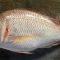 red snapper